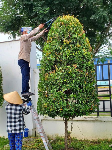 Cắt tỉa cây hồng lộc